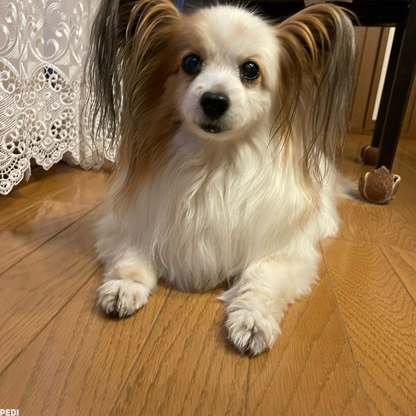 めめちゃん