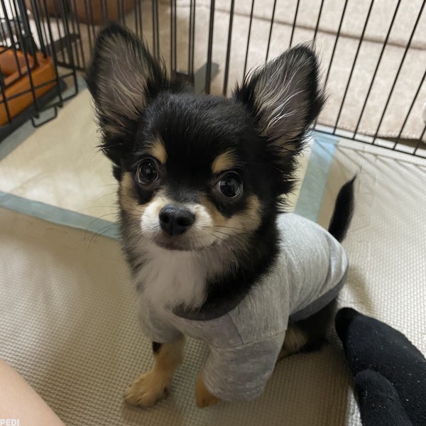 こあくん