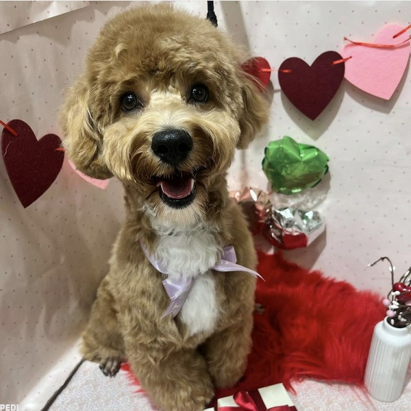 ロゼくん