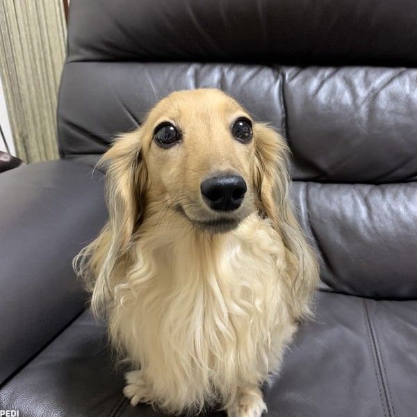 ニコちゃん