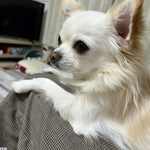 ニコくん