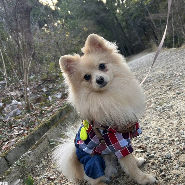 つぶらくん
