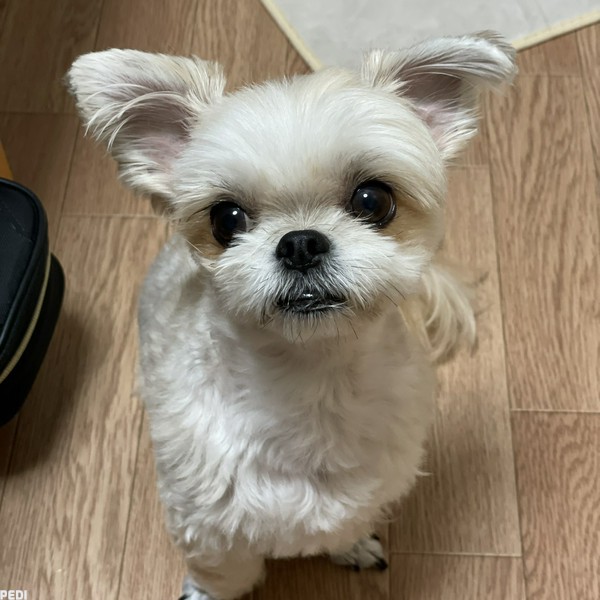 トトくん