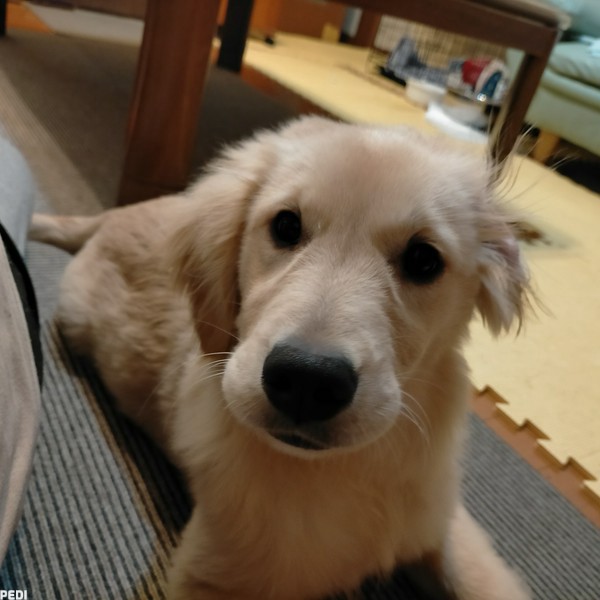 ちろるちゃん