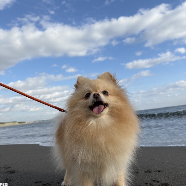 天満宮ちゃん