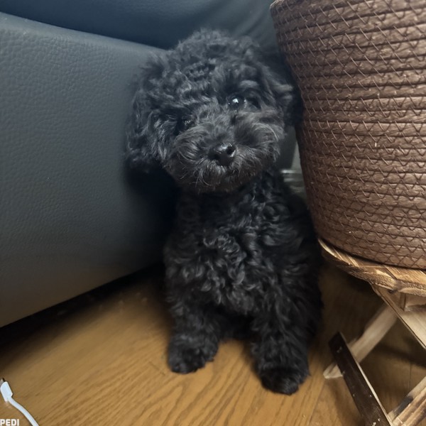 ノワールちゃん