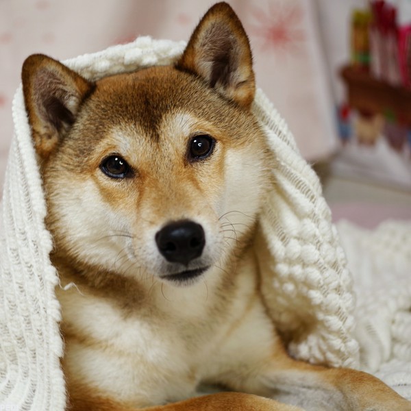 おいもちゃん