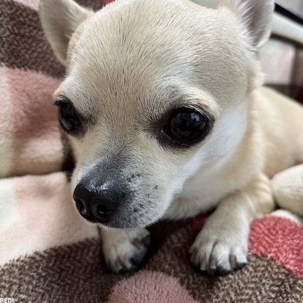 千代丸くん