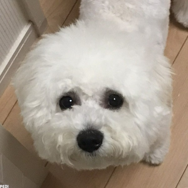 ビビちゃん