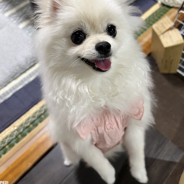 ミルちゃん