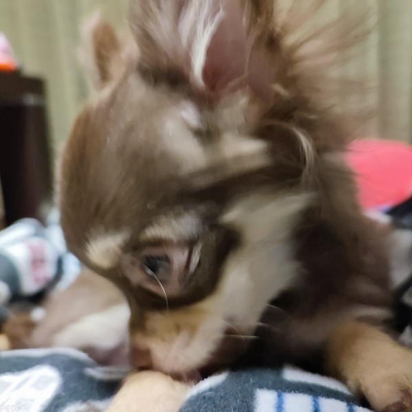 めいちゃん