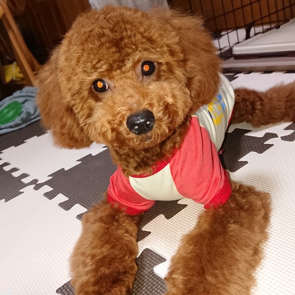 チャロくん