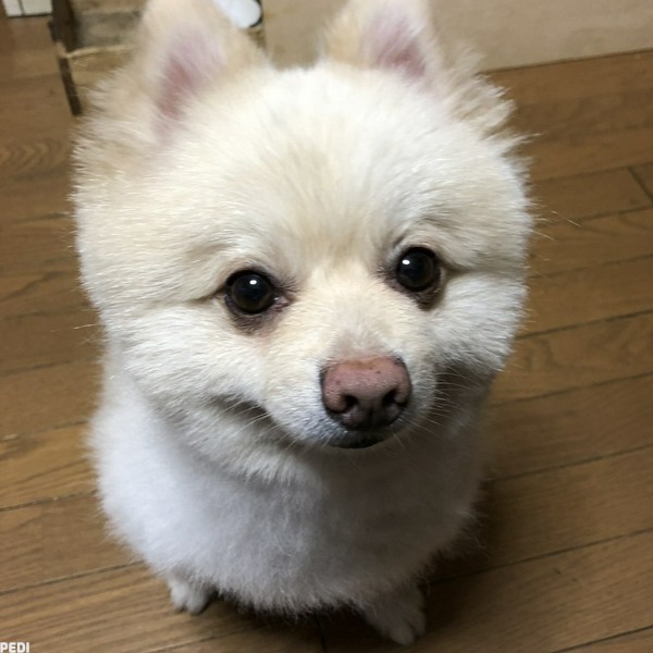 ムックくん