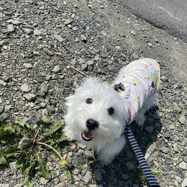 しらすちゃん
