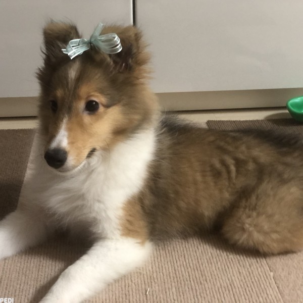マーチちゃん