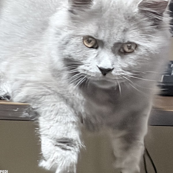 セドくん