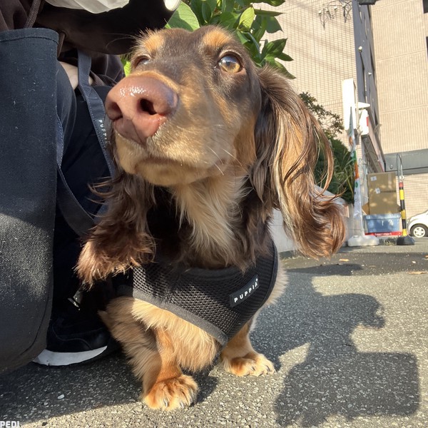 ししゃもくん