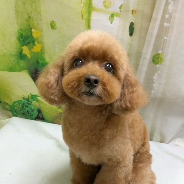 ひなこちゃん