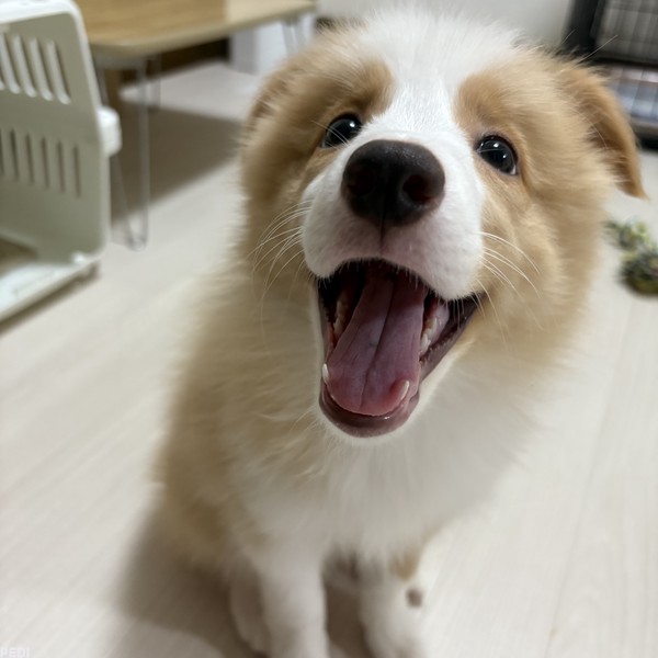 笑舞ちゃん