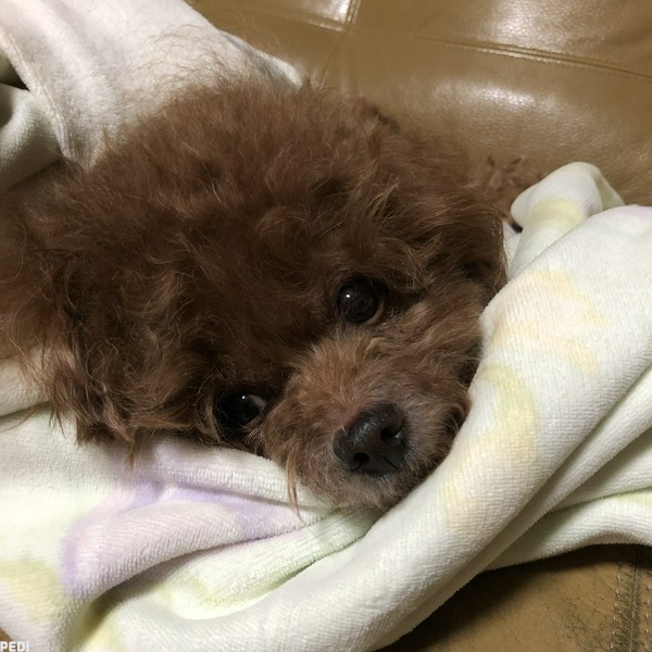 こてつくん