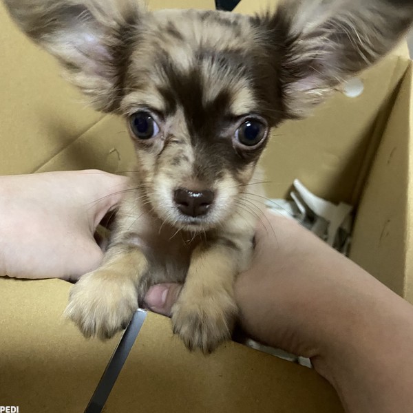 ぴちゅちゃん