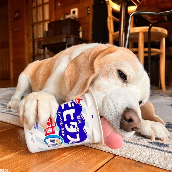 ジャスパーくん