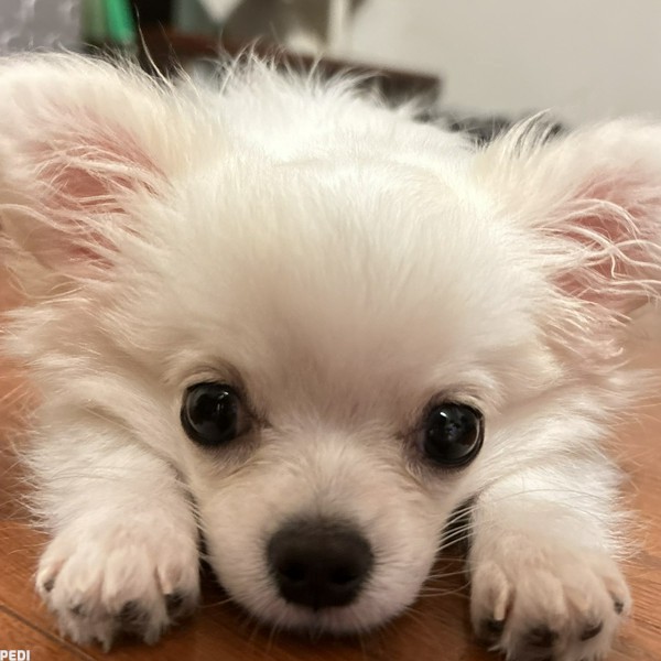 チッタくん