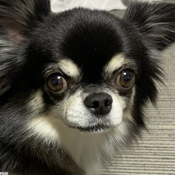 リッキーくん