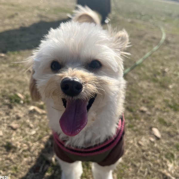 きなこくん