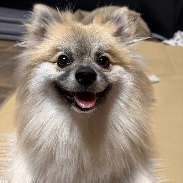 ロコくん
