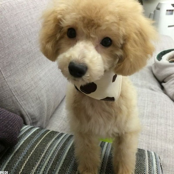 ラテくん