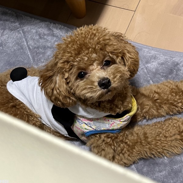 Teddyくん