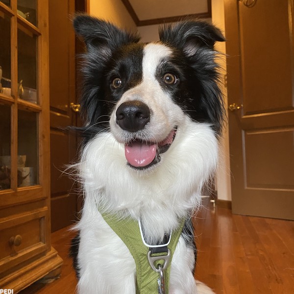 ベラちゃん
