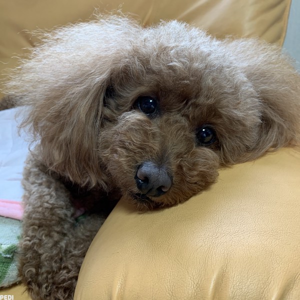 マリーちゃん