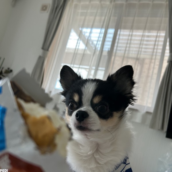 リキくん