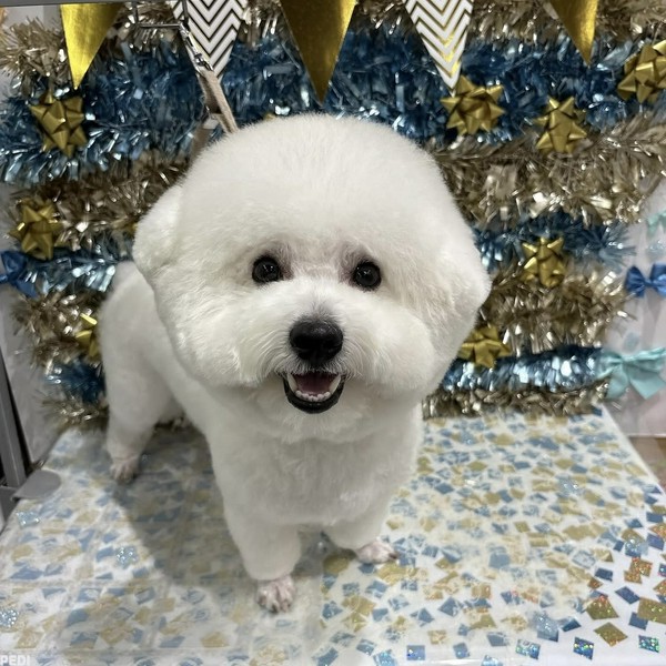 ビビくん
