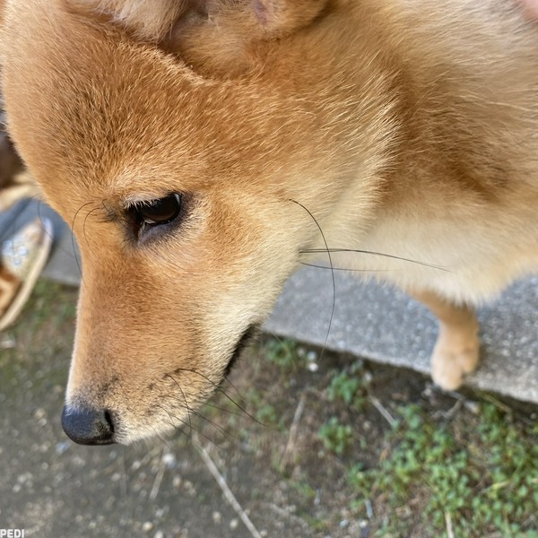 茶々丸くん