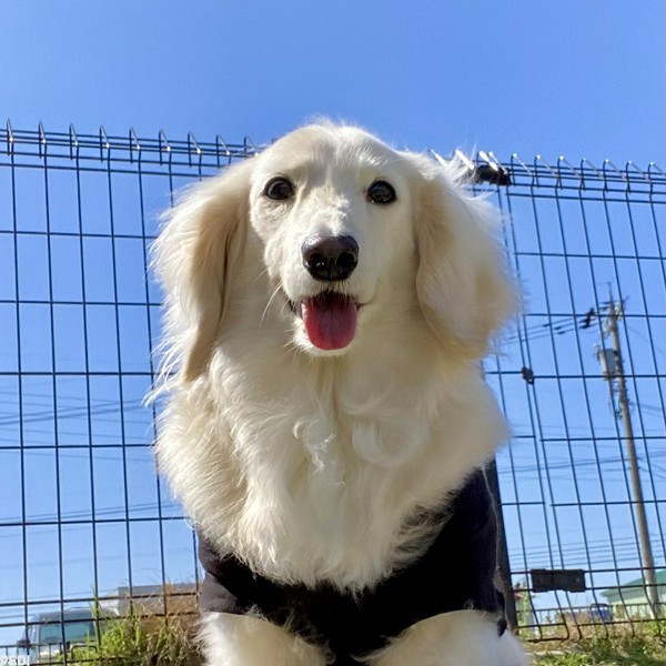 さくらちゃん