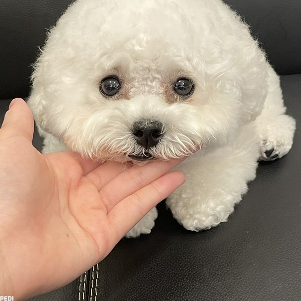 ファーファちゃん