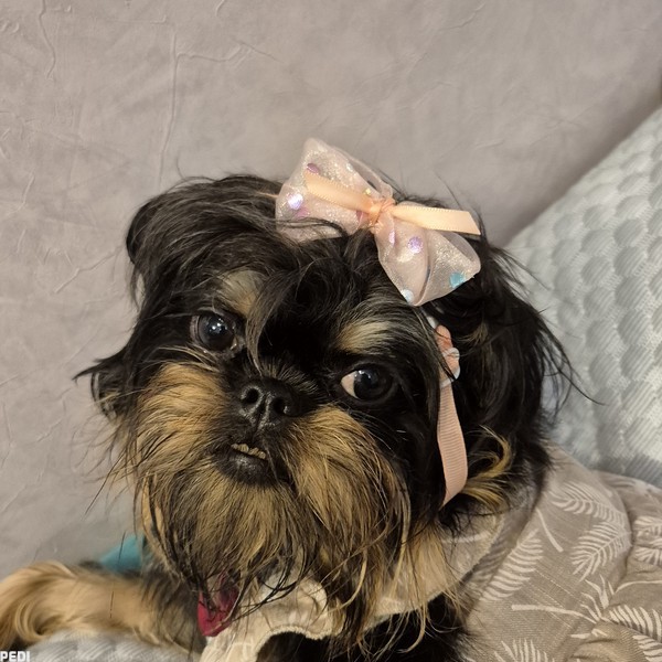 アレルヤちゃん