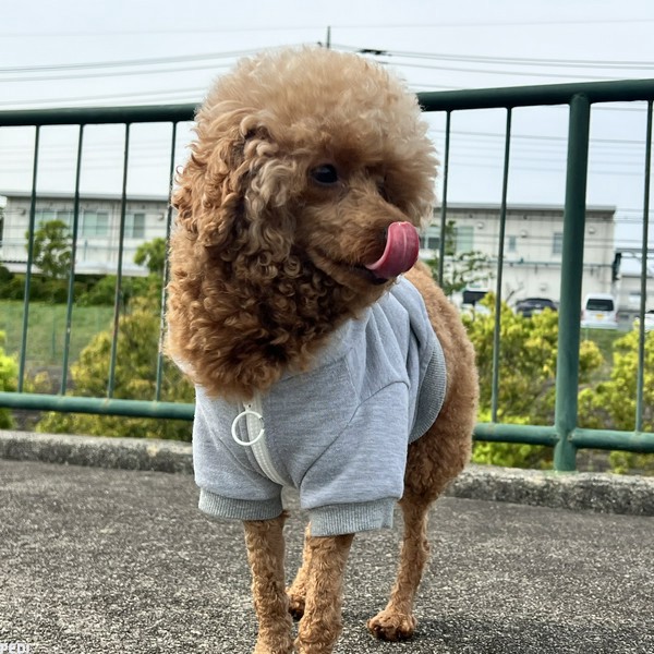 りくくん