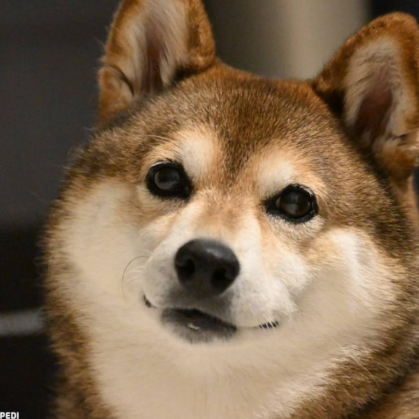 さくらちゃん