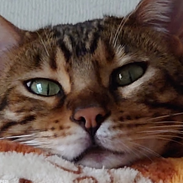 モアちゃん