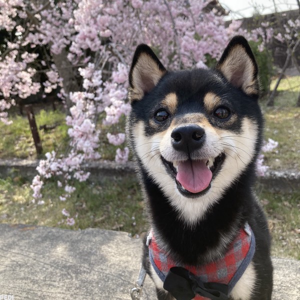 くぅちゃん
