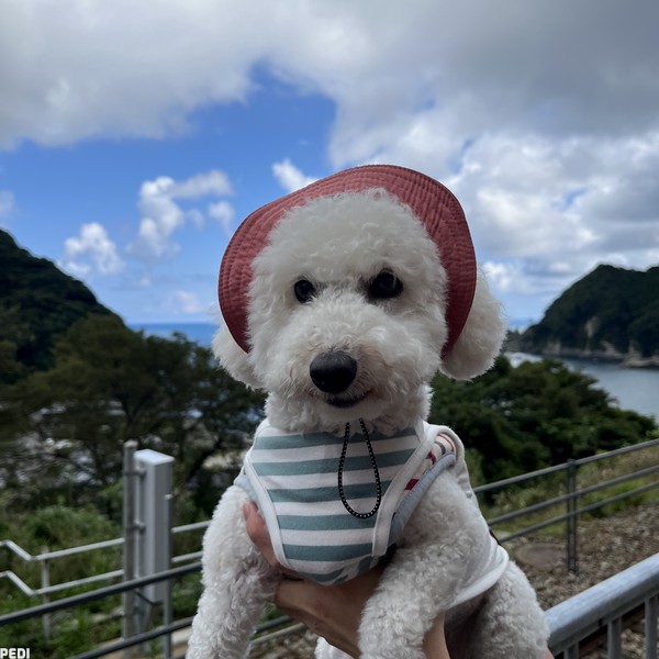 まめちゃん