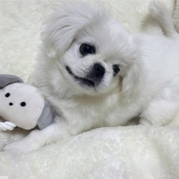 ぺきちゃん