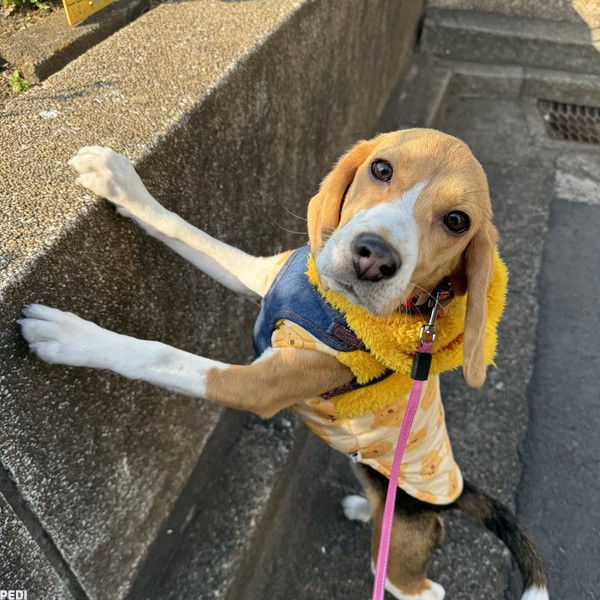 ラスティちゃん