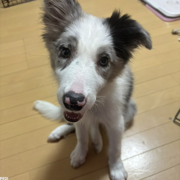 サラちゃん