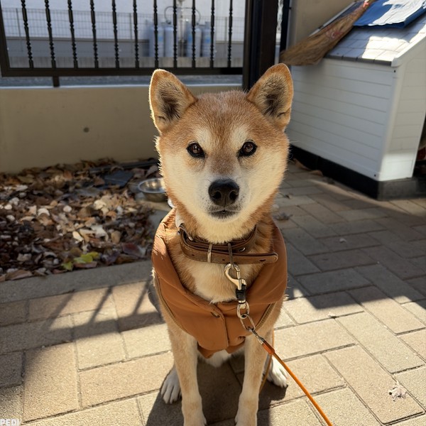 こたろうくん
