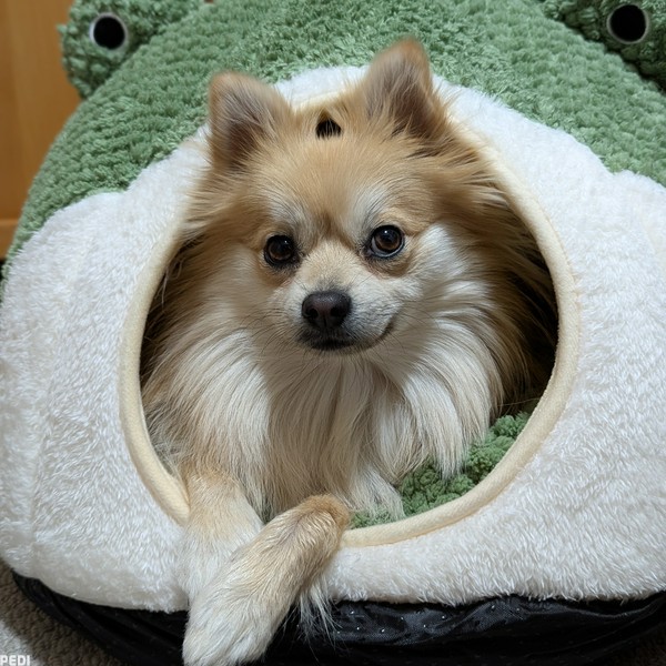 ウメちゃん